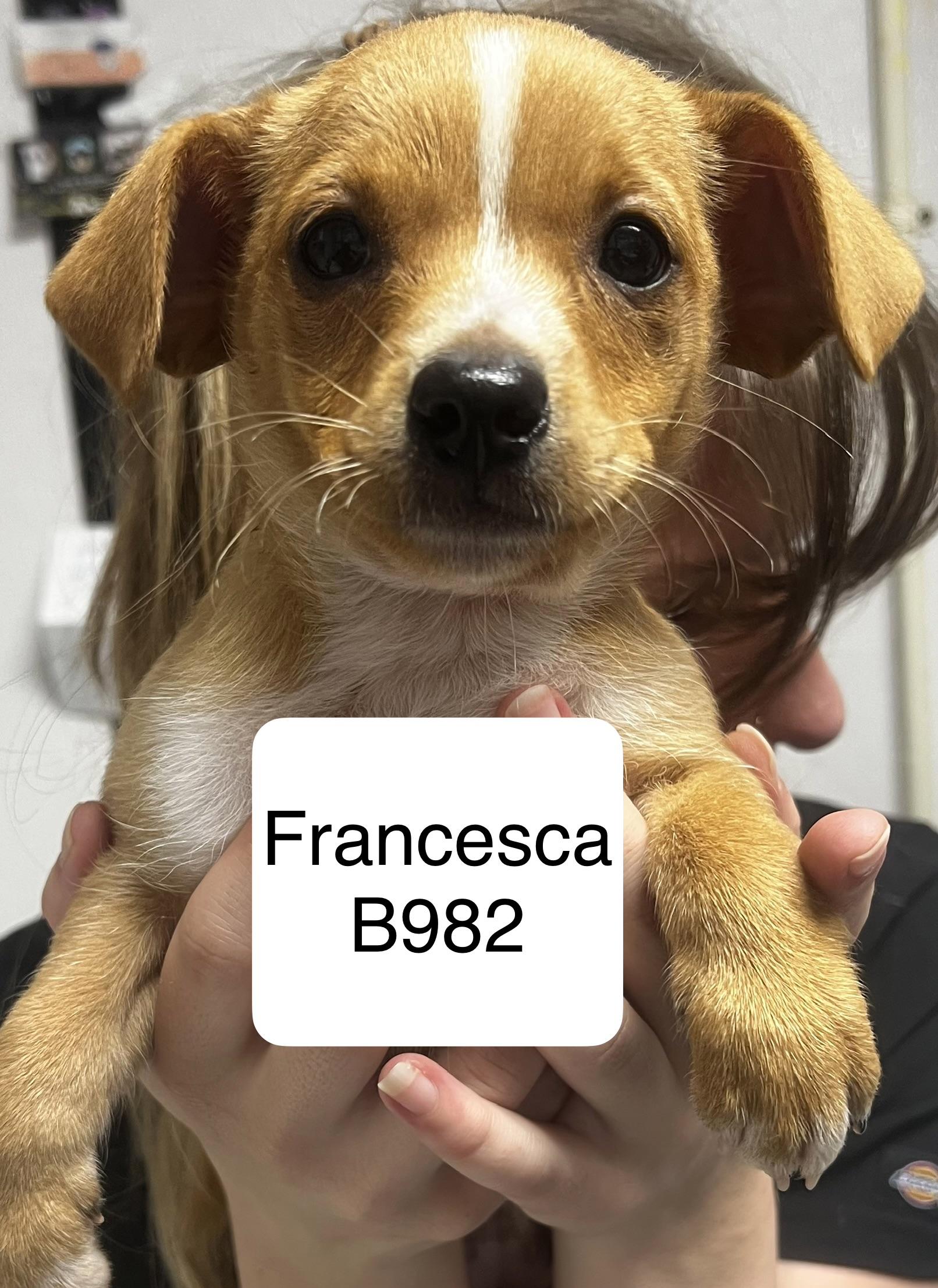 Francesca, adopted, Puppy Female Shih Tzu & Terrier.