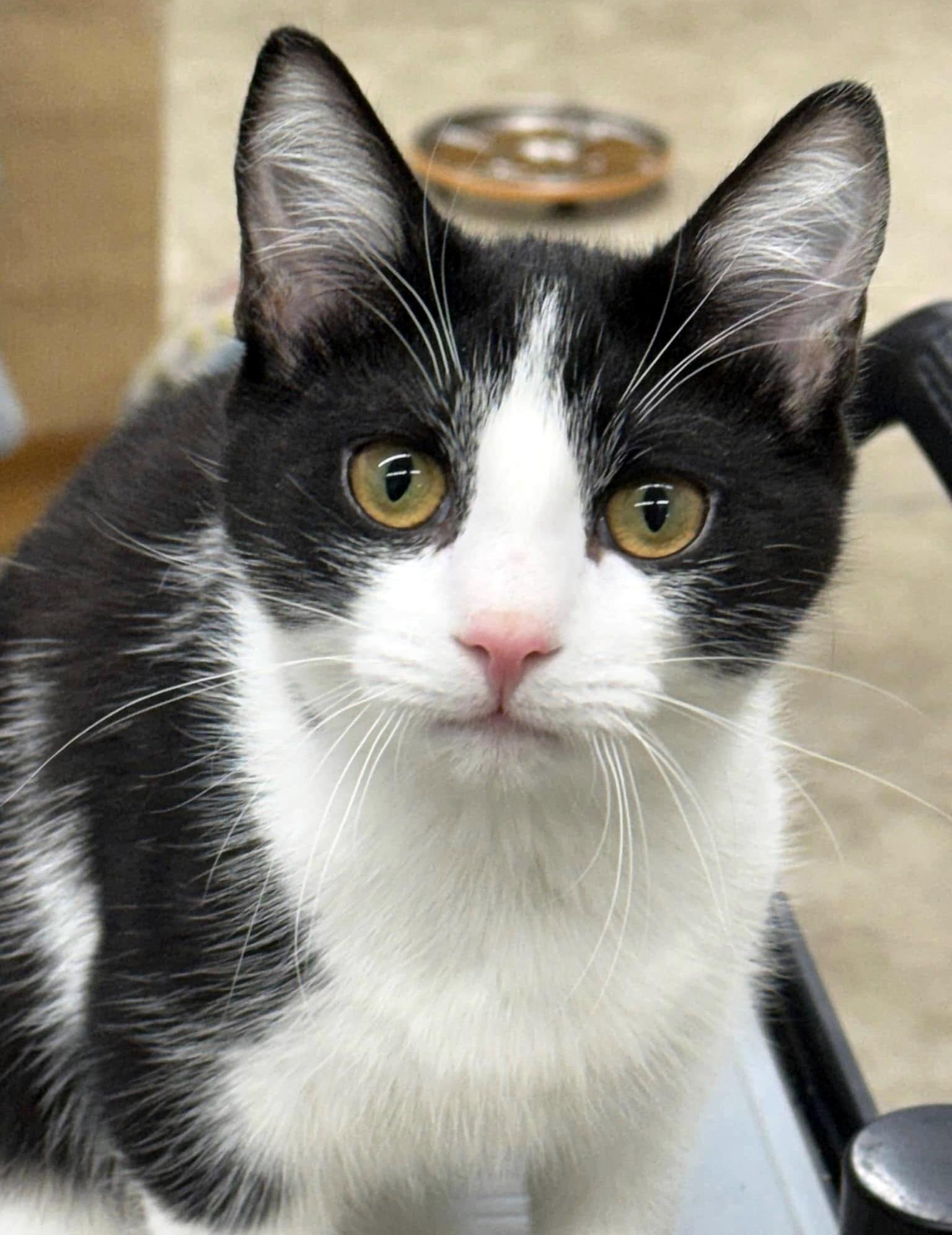 Enlarge Lucy, a ADOPTABLE Domestic Short Hair in Pittsburgh, PA image 3/5