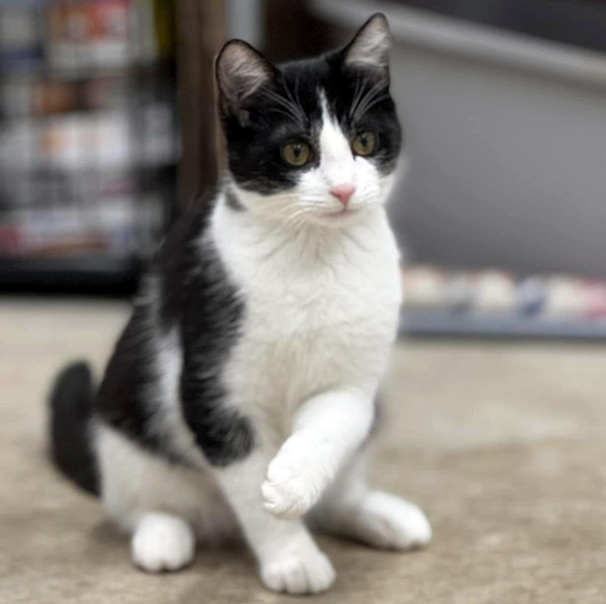 Enlarge Lucy, a ADOPTABLE Domestic Short Hair in Pittsburgh, PA image 4/5