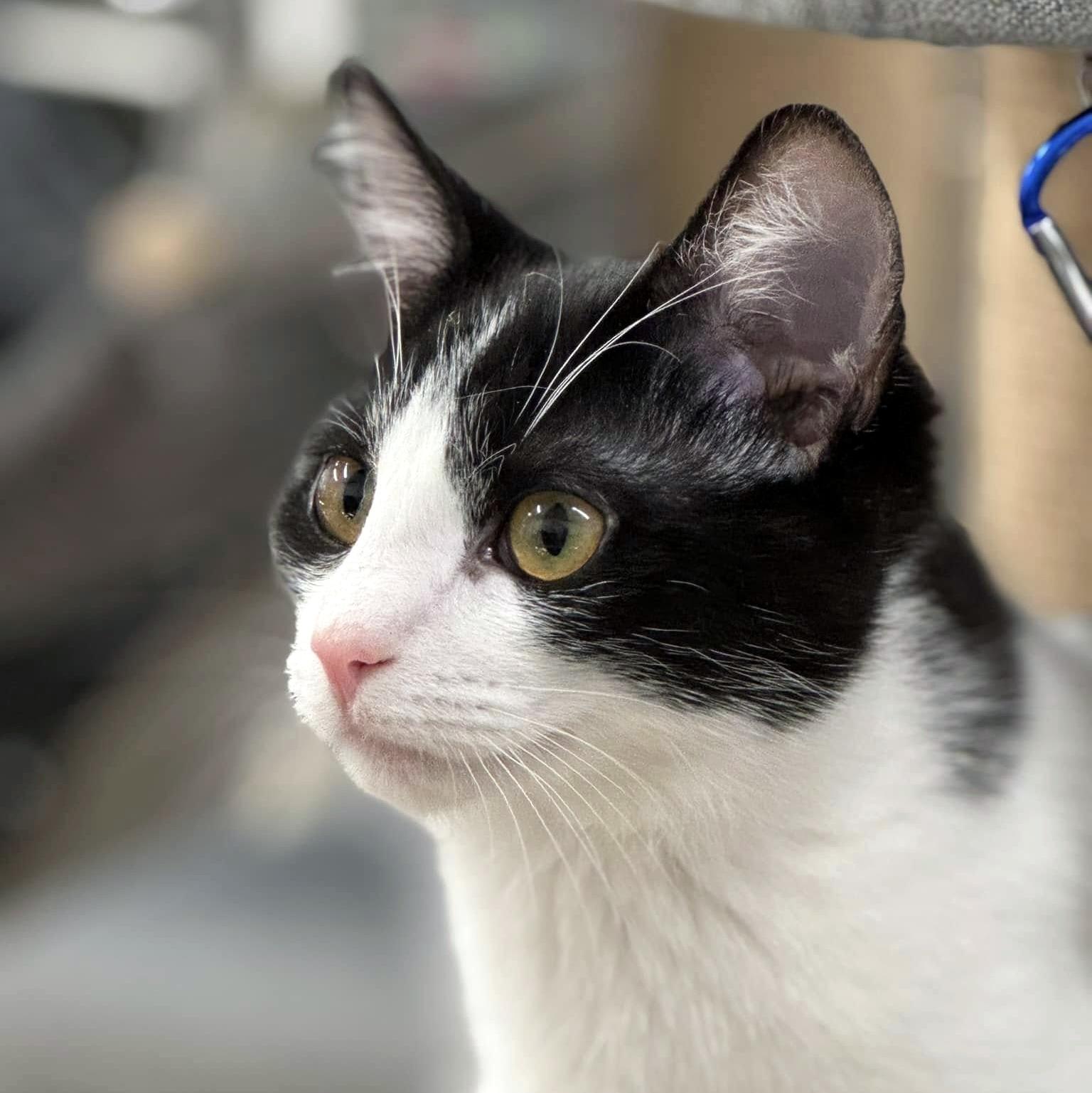 Enlarge Lucy, a ADOPTABLE Domestic Short Hair in Pittsburgh, PA image 5/5