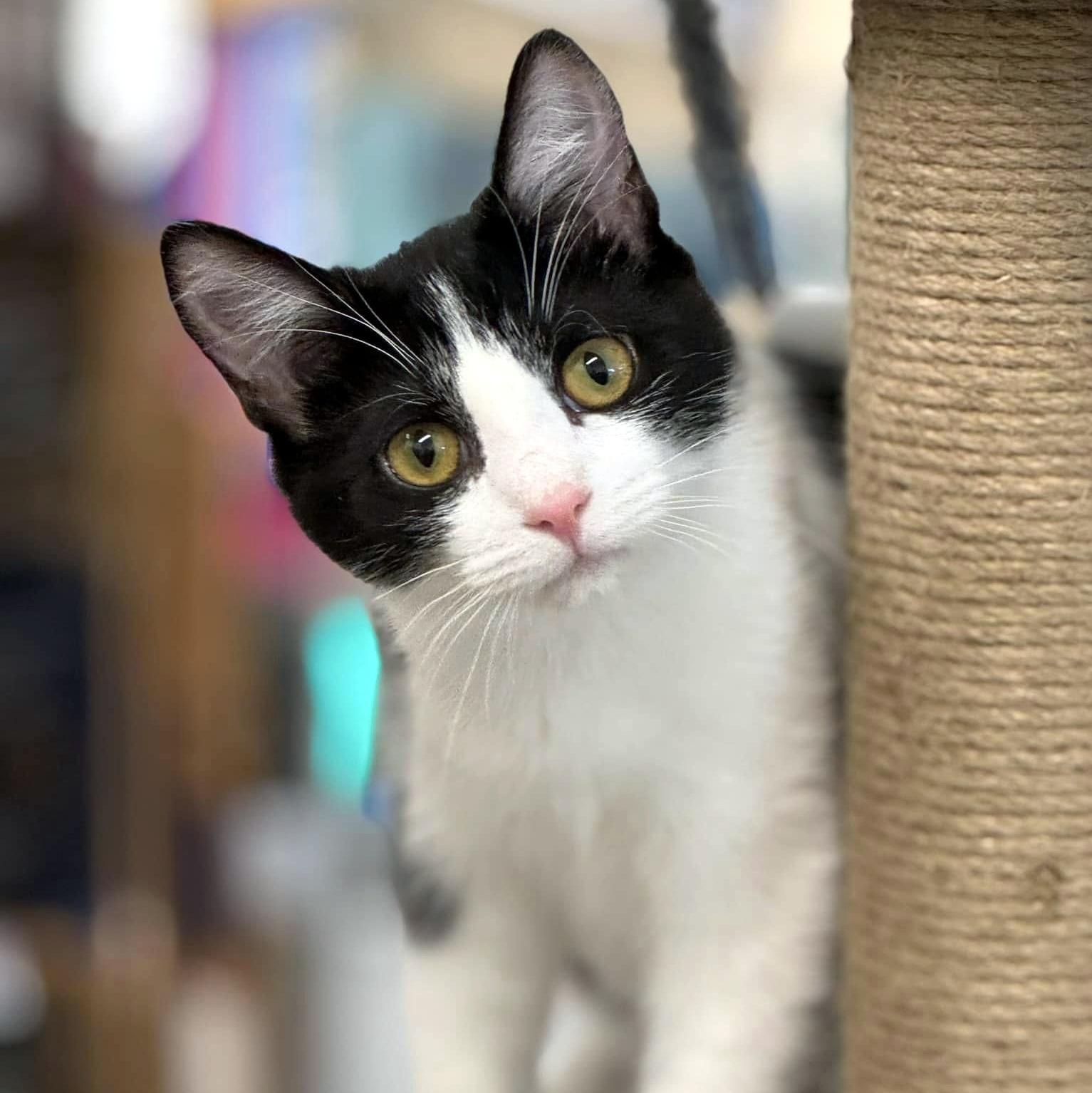 Lucy, ADOPTABLE, Kitten Female Domestic Short Hair.