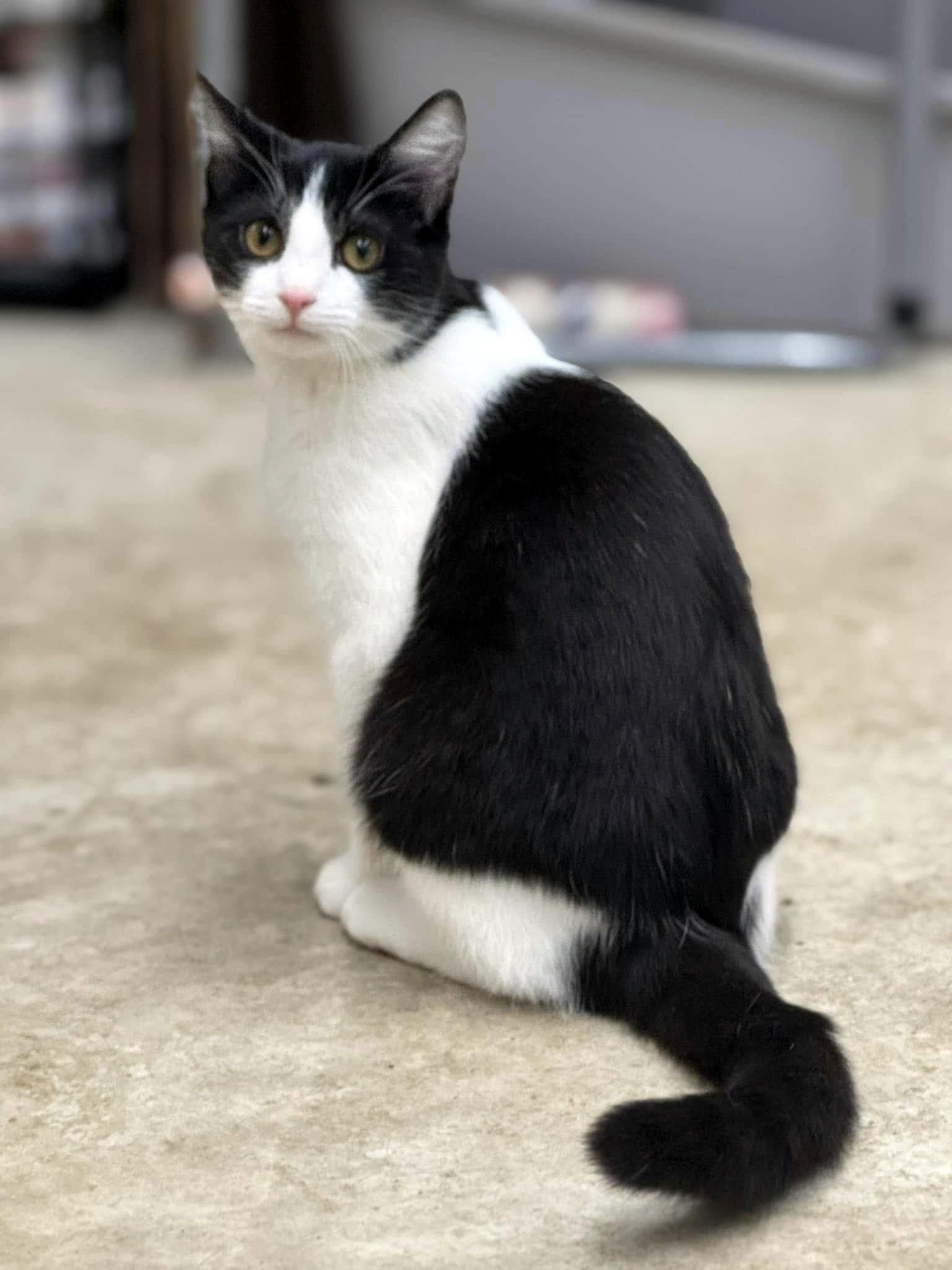 Enlarge Lucy, a ADOPTABLE Domestic Short Hair in Pittsburgh, PA image 2/5