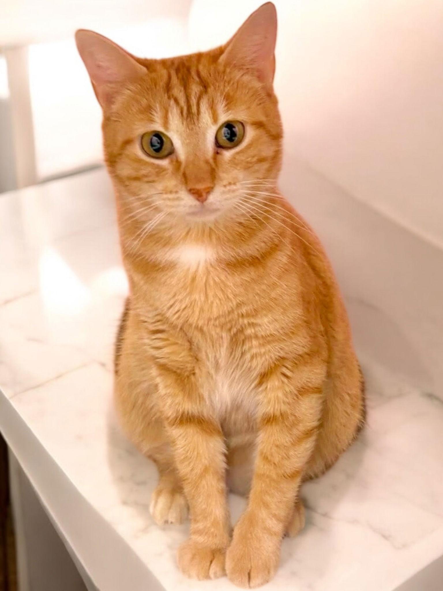 Crimson, a Adoptable Domestic Short Hair in Champaign, IL image 1/3