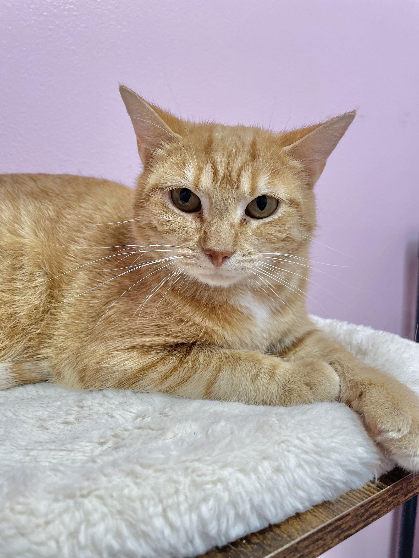 Crimson, a Adoptable Domestic Short Hair in Champaign, IL image 2/3