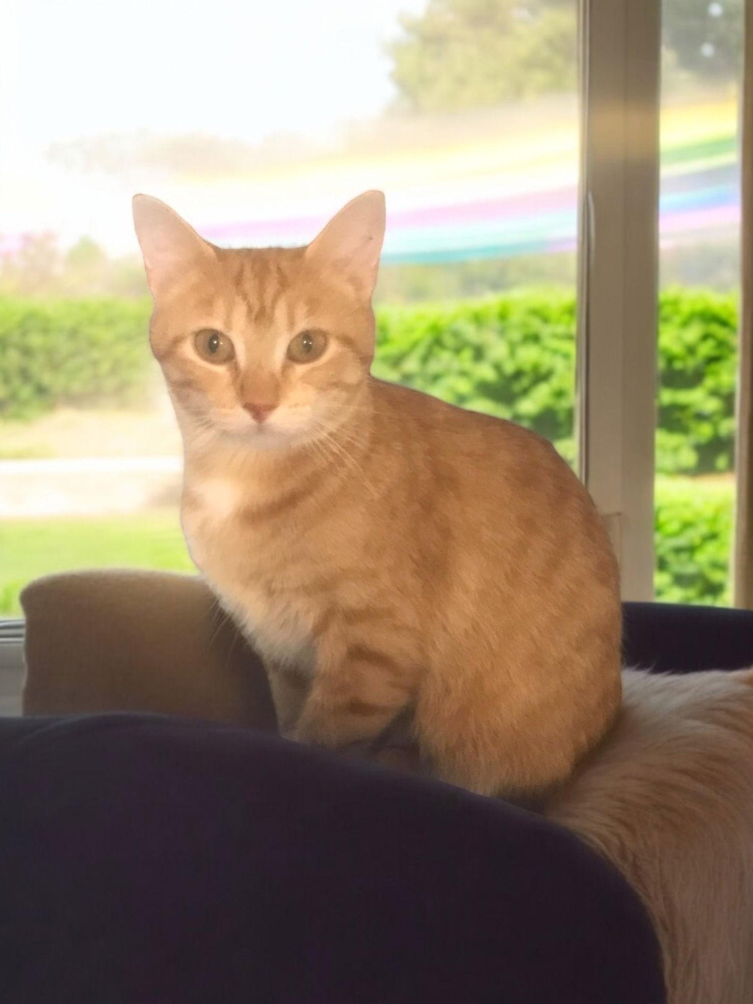 Crimson, a Adoptable Domestic Short Hair in Champaign, IL image 3/3