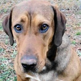 Neptune, ADOPTABLE, Young Male Hound.