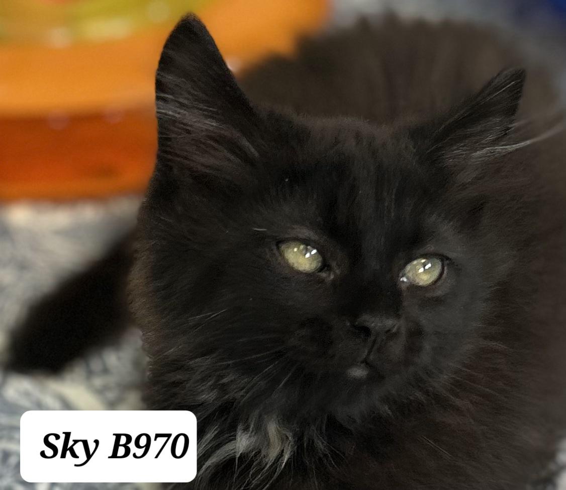 Enlarge Sky, an adopted Domestic Long Hair in Morganton, NC image 1/1
