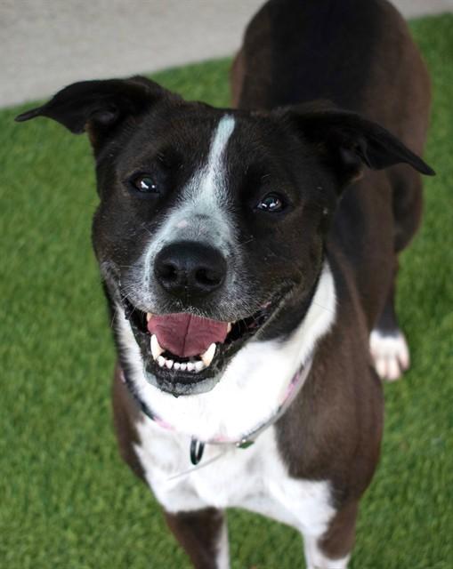 Enlarge FLOWER, a Adoptable mixed breed in Agoura, CA image 1/1