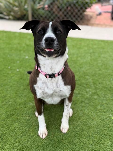 Enlarge FLOWER, a Adoptable mixed breed in Agoura, CA image 1/1