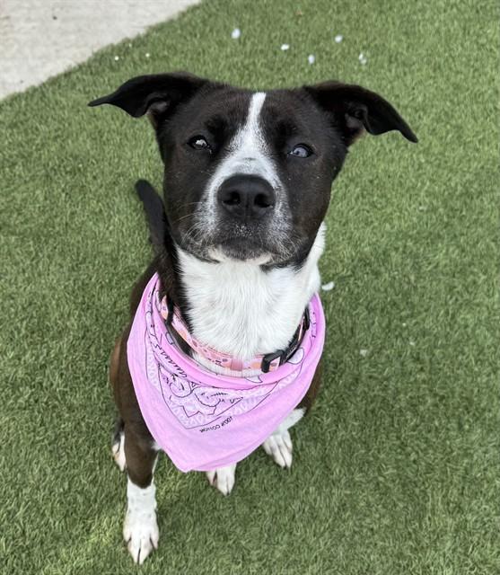 Enlarge FLOWER, a Adoptable mixed breed in Agoura, CA image 1/1