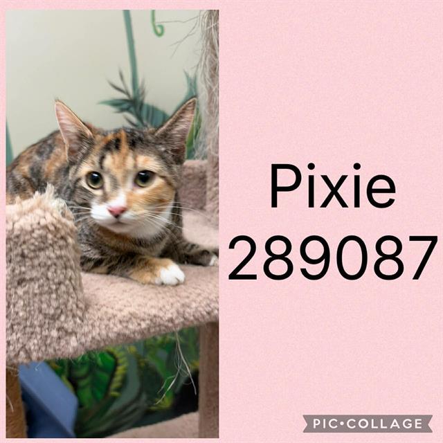 Enlarge PIXIE, a Adoptable Domestic Short Hair in Macon, GA image 1/1