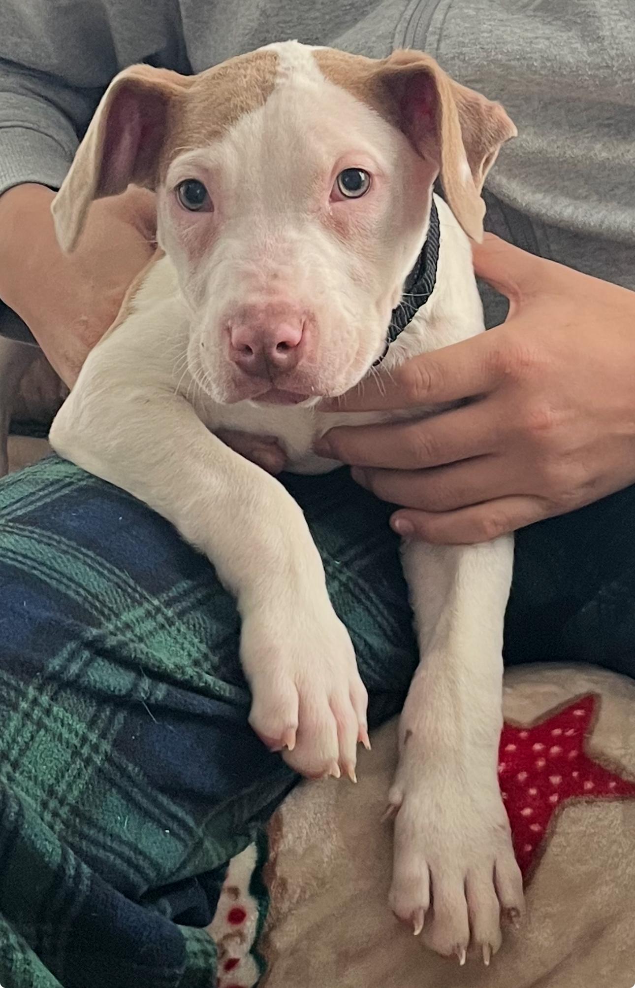 Patch, Adopted, Young Male American Staffordshire Terrier.