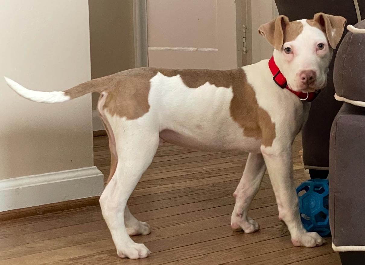 Enlarge Patch, a Adopted mixed breed in Troy, MI image 2/6