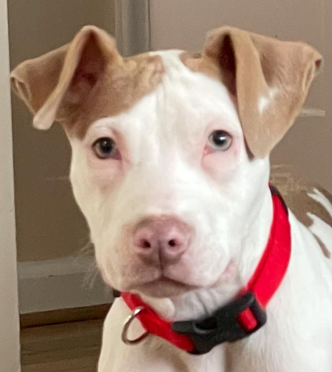 Enlarge Patch, a Adopted mixed breed in Troy, MI image 5/6