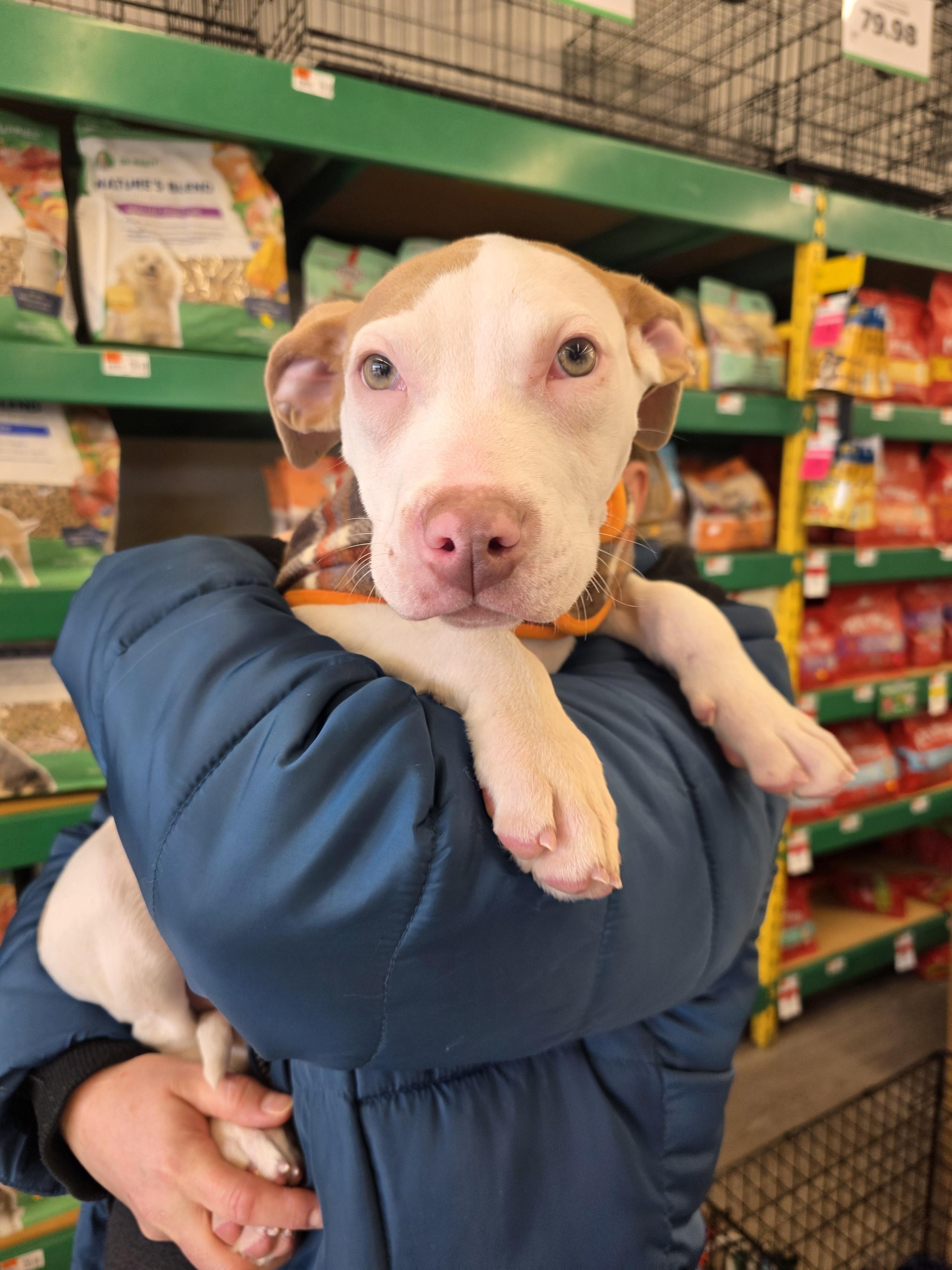 Enlarge Patch, a Adopted mixed breed in Troy, MI image 6/6