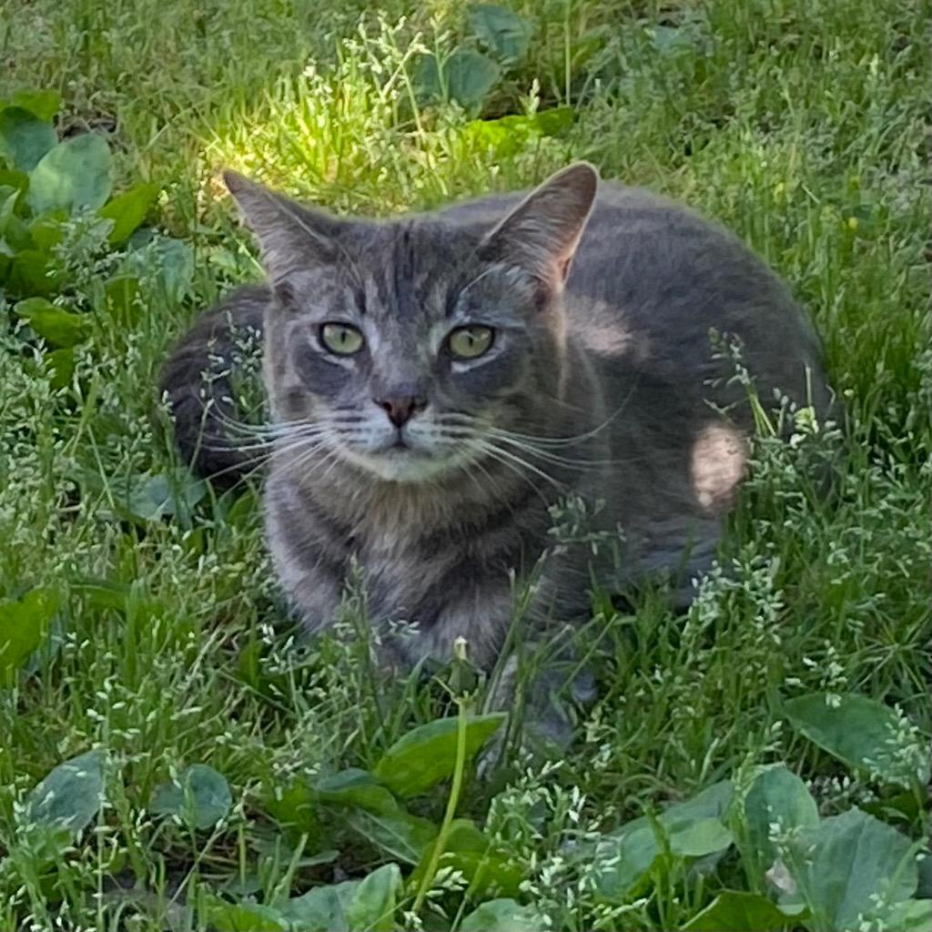 Sampson, Adoptable, Young Male Domestic Short Hair.