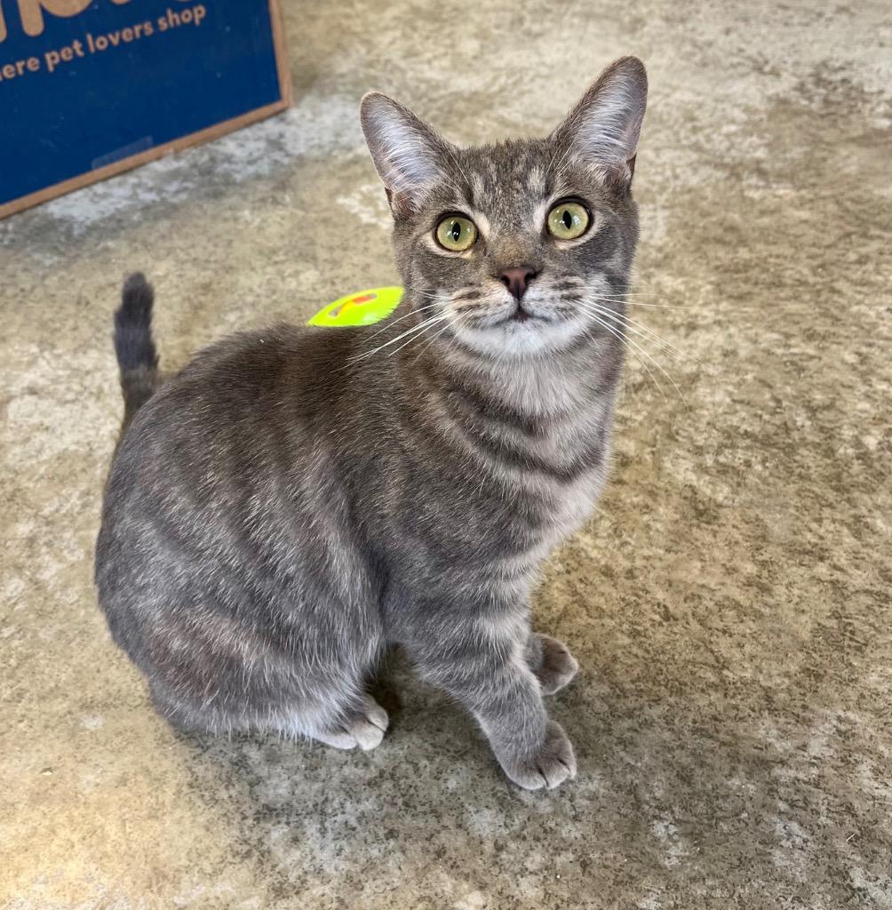 Sampson, Adoptable, Young Male Domestic Short Hair.