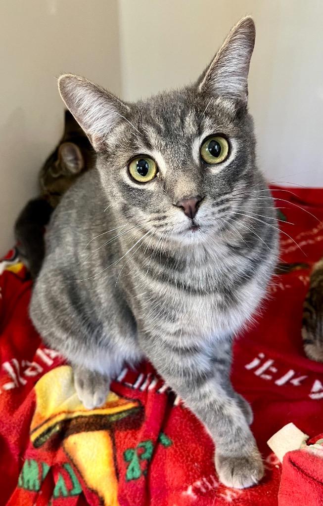 Enlarge Sampson, a Adoptable mixed breed in Clinton, SC image 2/3