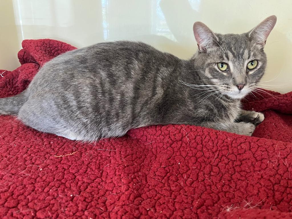 Enlarge Sampson, a Adoptable mixed breed in Clinton, SC image 3/4