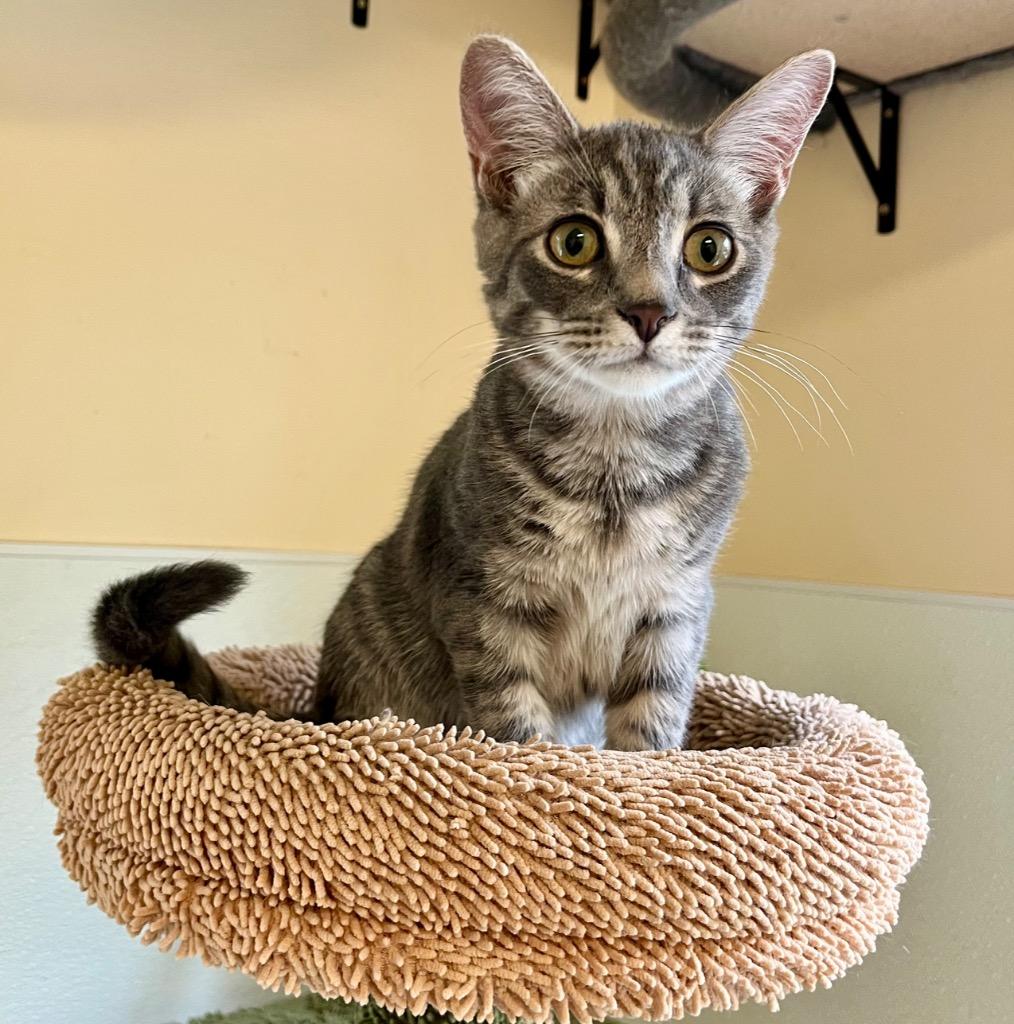 Enlarge Samson, a Adoptable mixed breed in Clinton, SC image 3/3