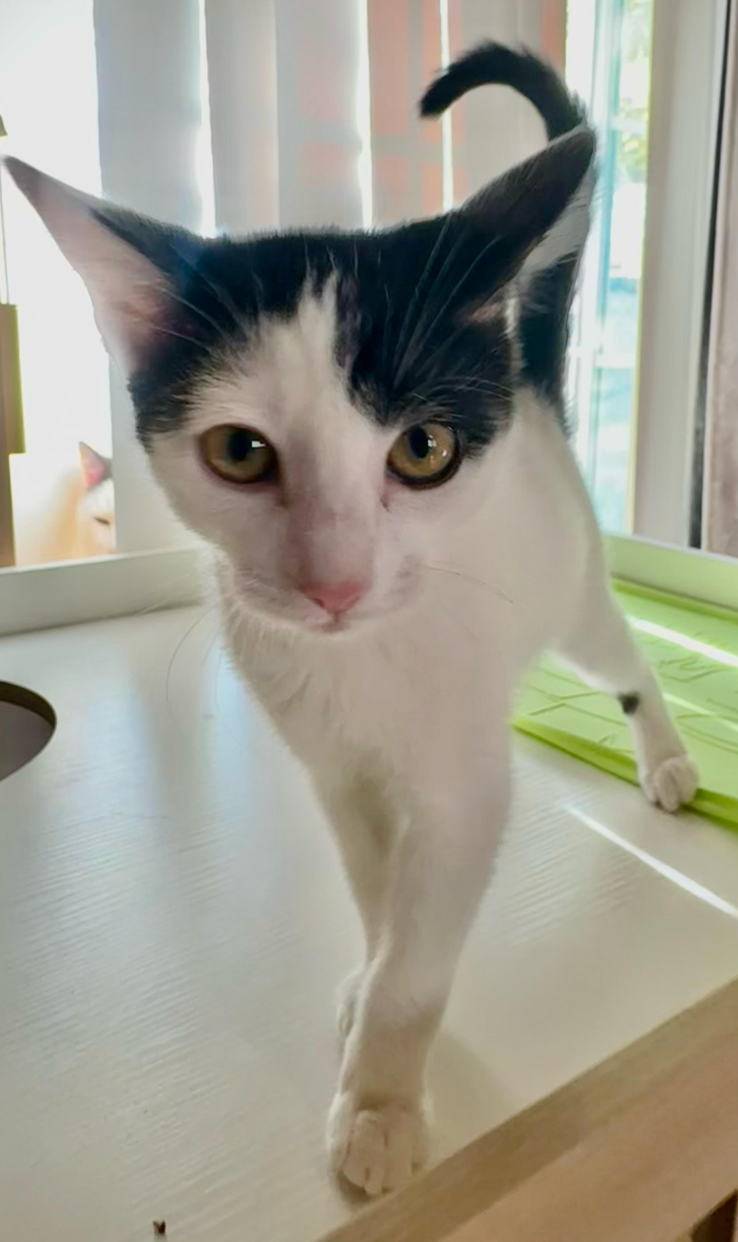 Nelly, a Adoptable Domestic Short Hair in Santa Monica, CA image 2/6