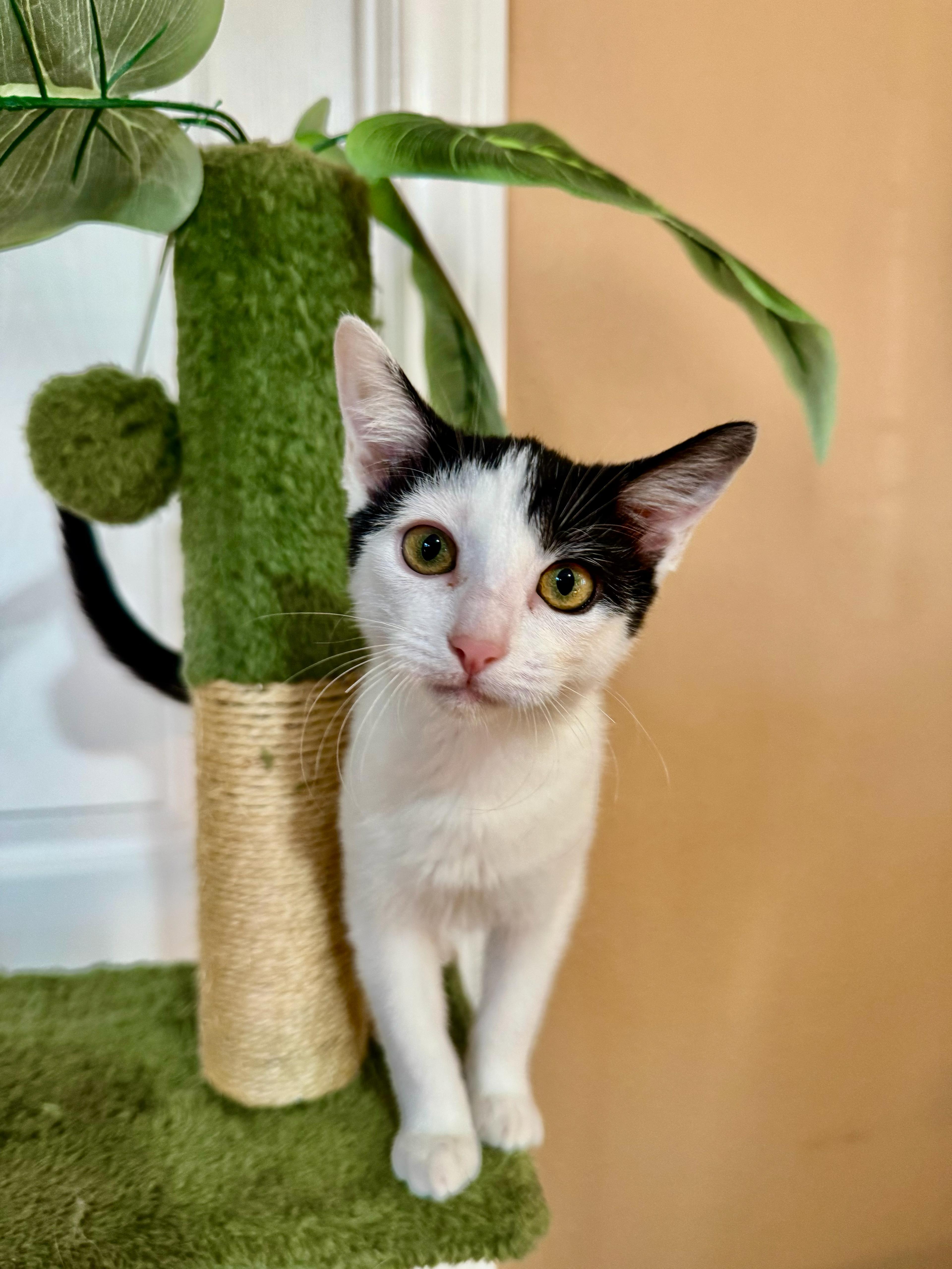 Nelly, Adoptable, Kitten Female Domestic Short Hair.