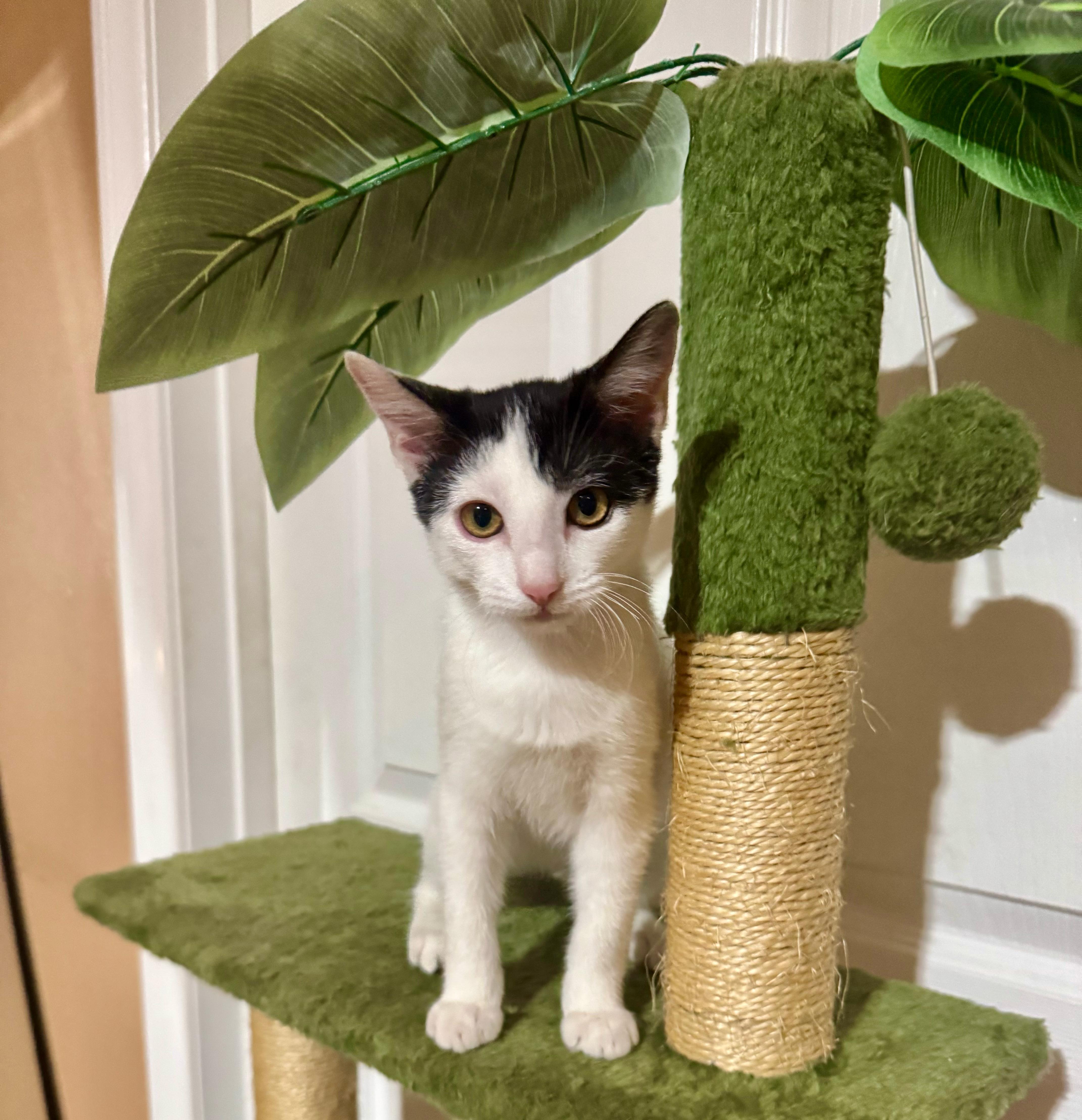 Nelly, a Adoptable Domestic Short Hair in Santa Monica, CA image 5/6