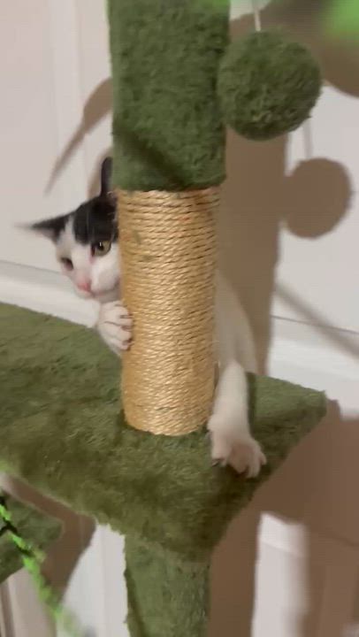 Enlarge Nelly, a Adoptable Domestic Short Hair in Santa Monica, CA video 6/6