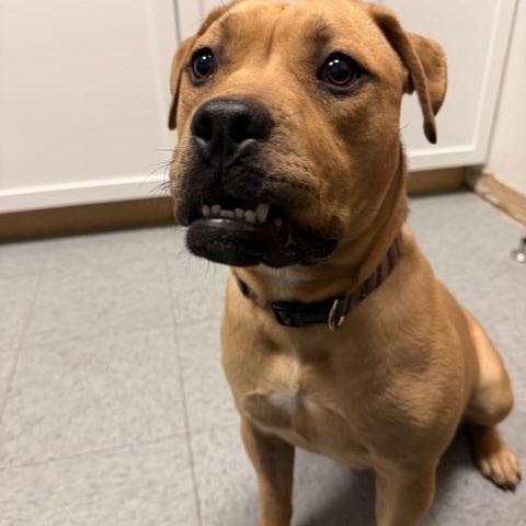 Vienna, Adoptable, Young Female Mastiff & Terrier.