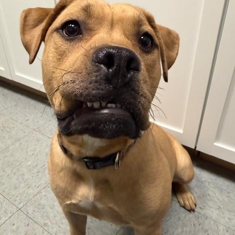 Vienna, an adopted mixed breed in Shelbyville, IN image 2/3