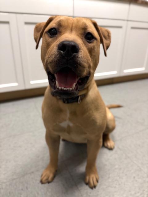 Vienna, an adopted mixed breed in Shelbyville, IN image 3/3