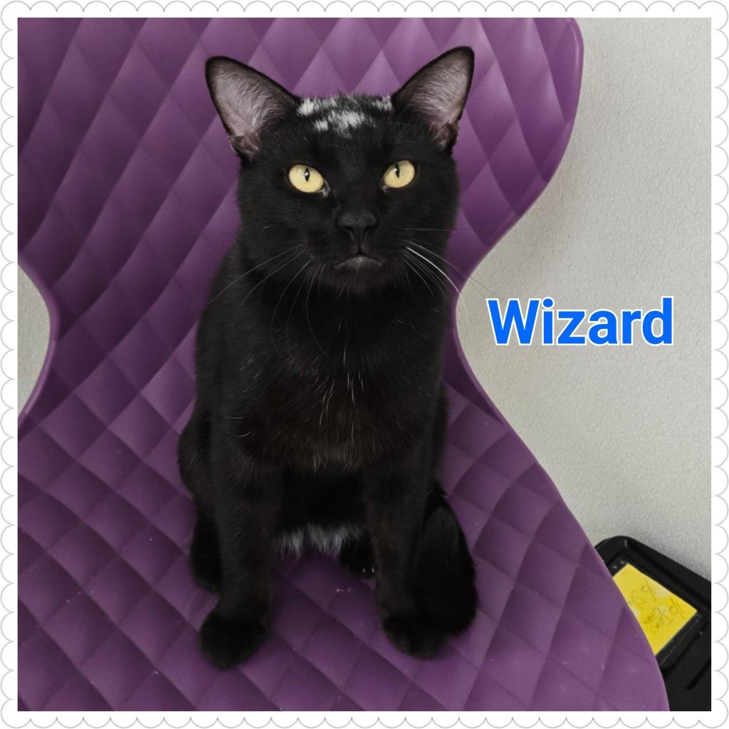 Enlarge Wizard (nka. Merlin), a Adopted mixed breed in North Saint Paul, MN image 1/6