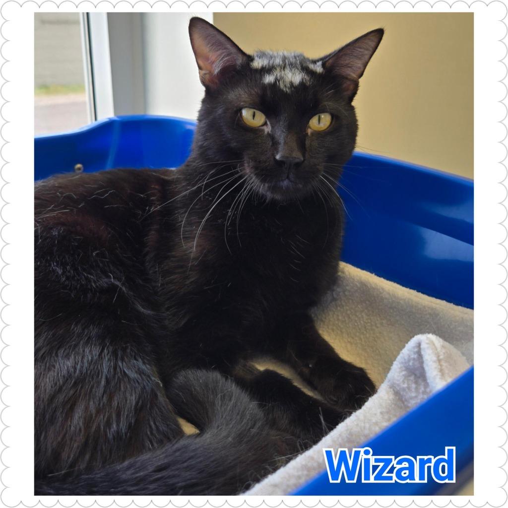 Enlarge Wizard (nka. Merlin), a Adopted mixed breed in North Saint Paul, MN image 2/6