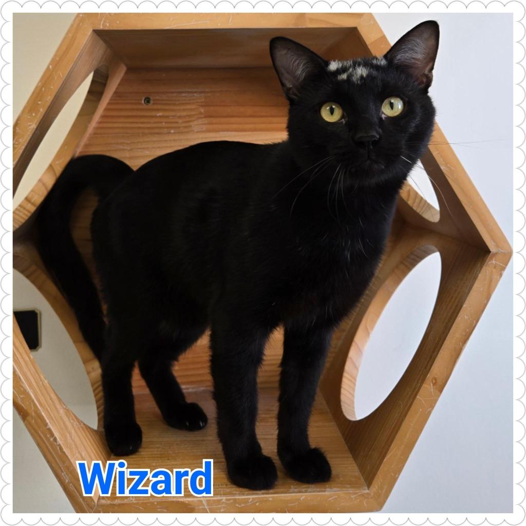 Enlarge Wizard (nka. Merlin), a Adopted mixed breed in North Saint Paul, MN image 3/6