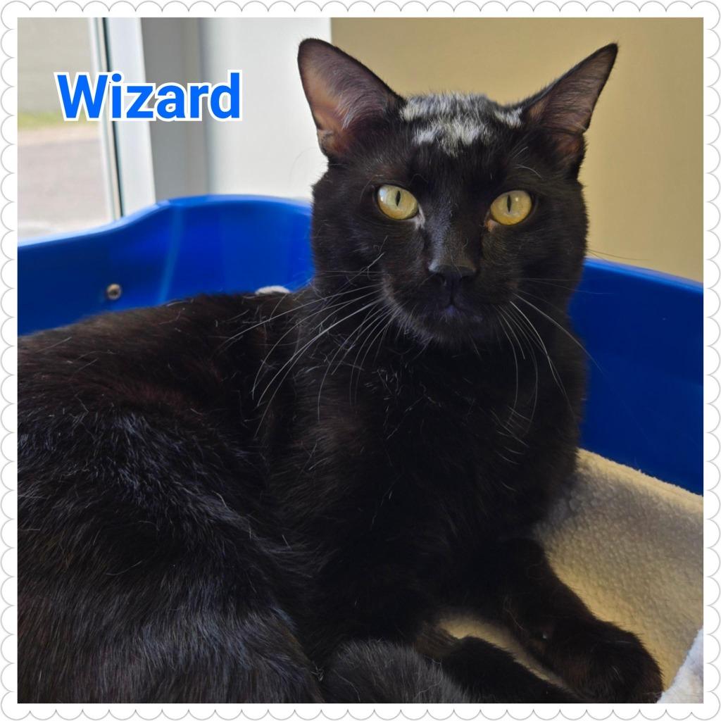 Enlarge Wizard (nka. Merlin), a Adopted mixed breed in North Saint Paul, MN image 4/6