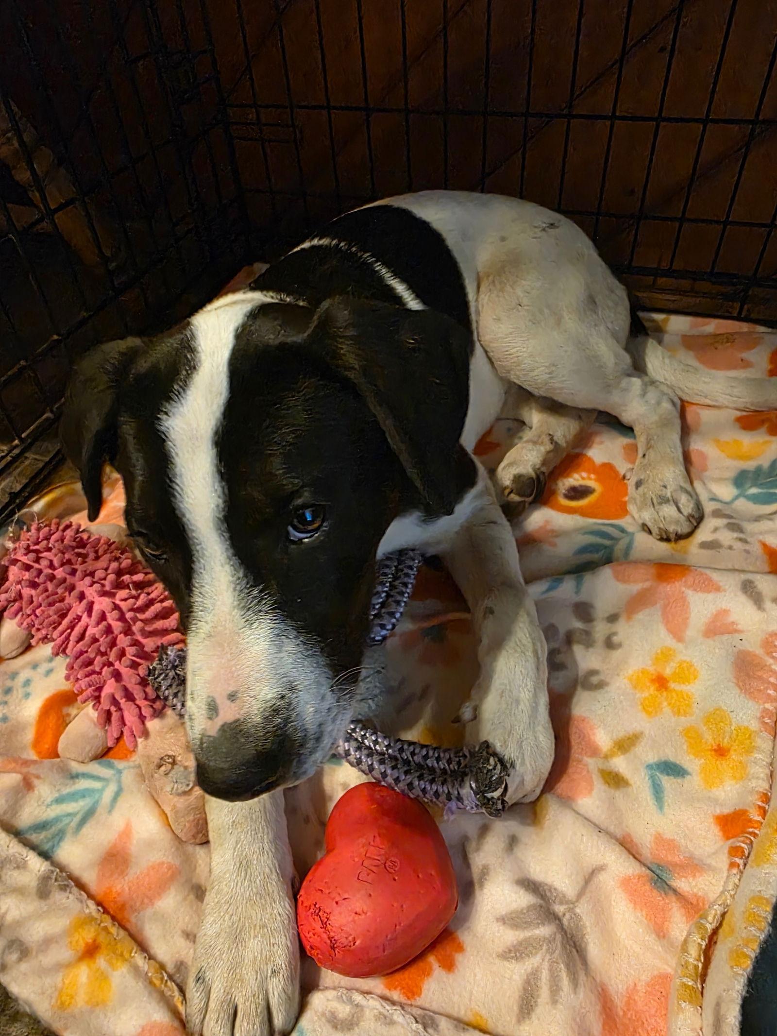 Zoey, Adopted, Young Female German Shorthaired Pointer & Border Collie.