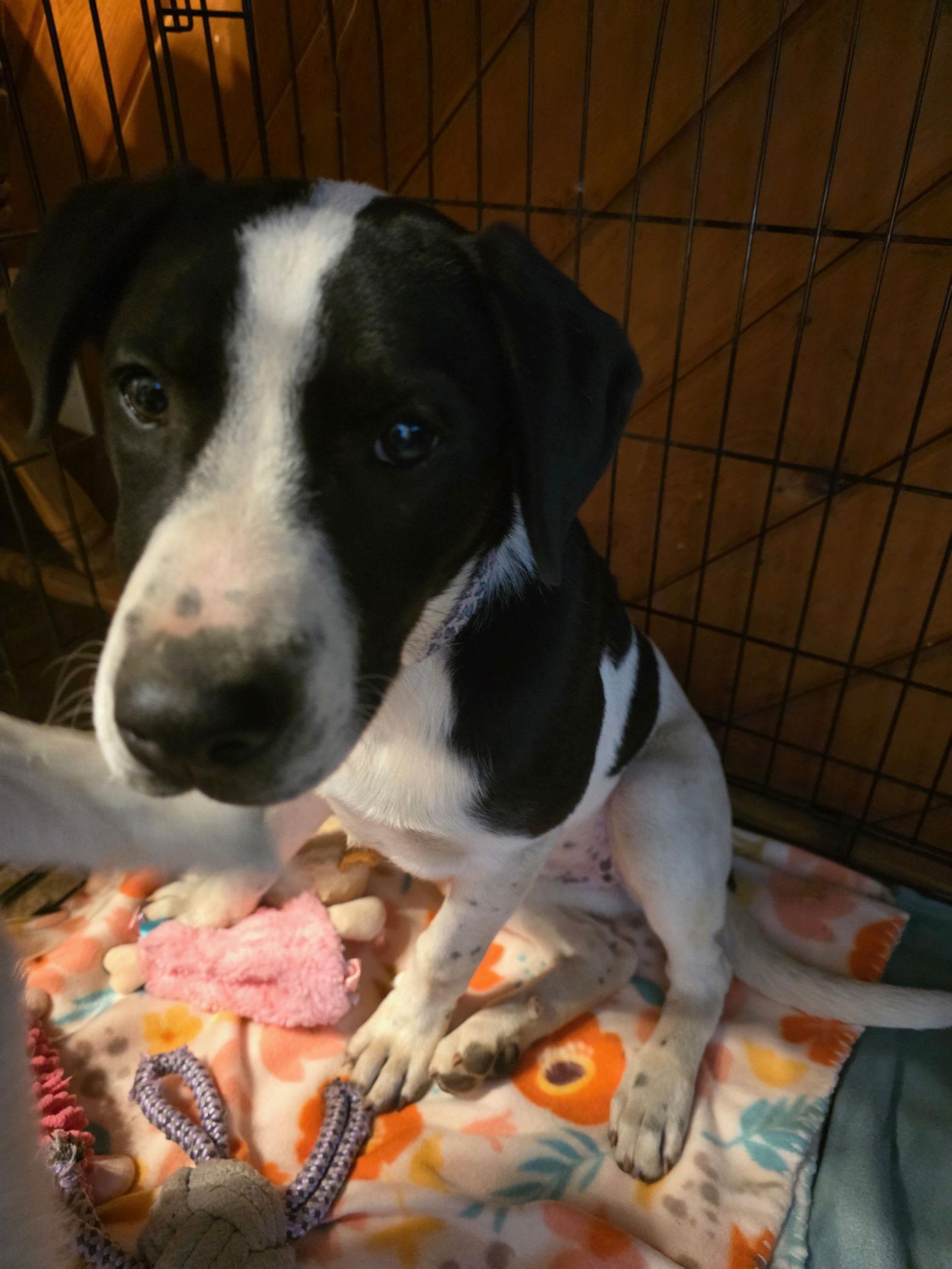 Zoey, a Adopted mixed breed in McArthur, CA image 2/2