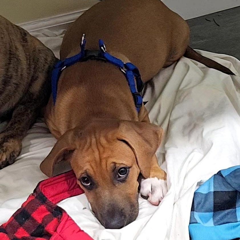 Enlarge Sox, a Adopted mixed breed in Hartford, CT image 6/6