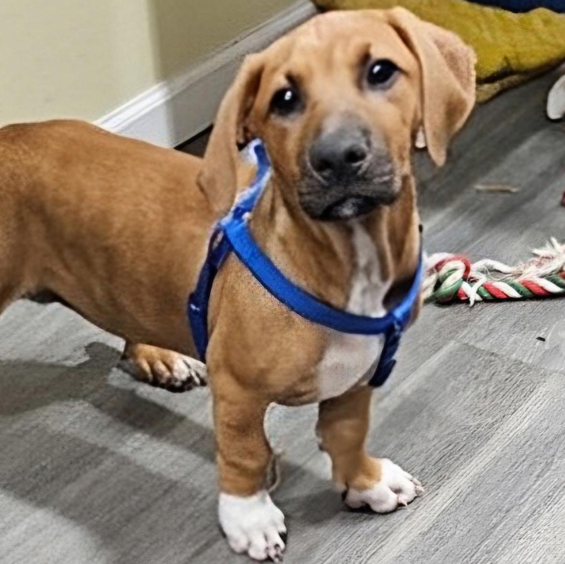 Enlarge Sox, a Adopted mixed breed in Hartford, CT image 2/6