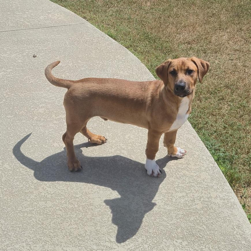 Sox, Adopted, Puppy Male Basset Hound & Labrador Retriever.