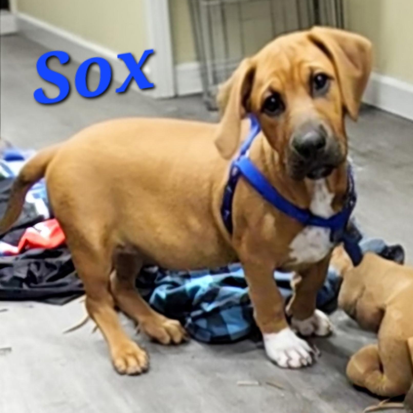 Enlarge Sox, a Adopted mixed breed in Hartford, CT image 3/6