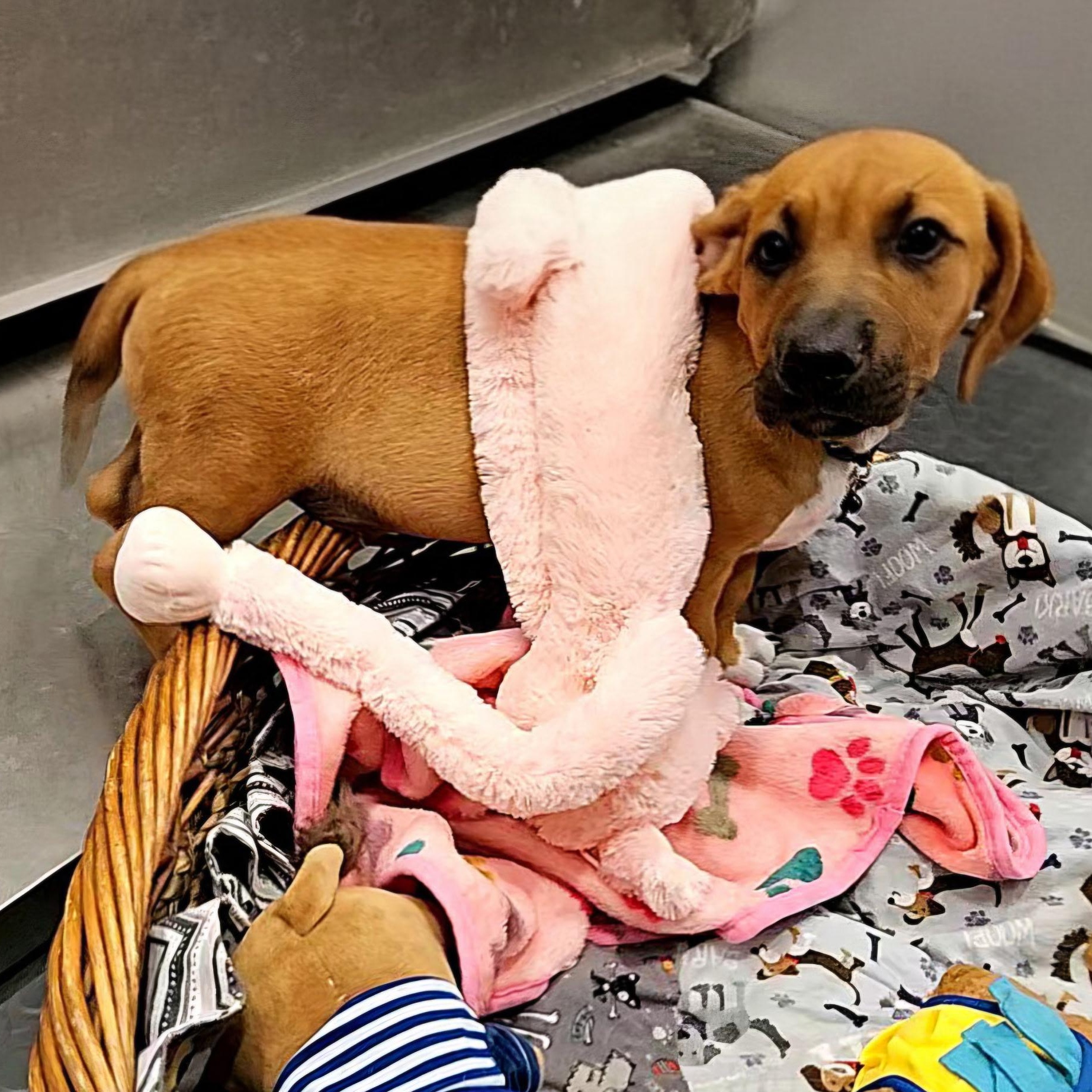 Enlarge Sox, a Adopted mixed breed in Hartford, CT image 4/6