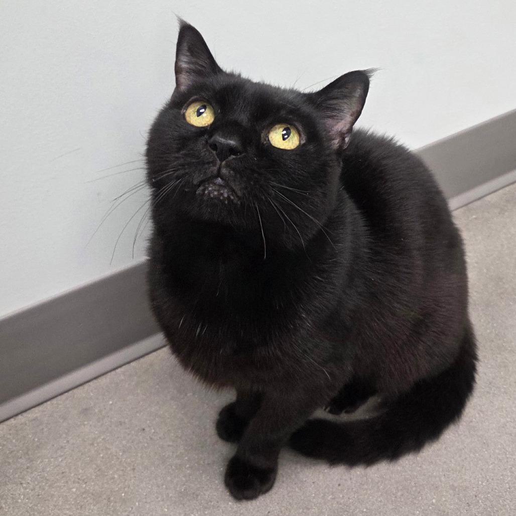 Mickey Mouse thumbnail 2