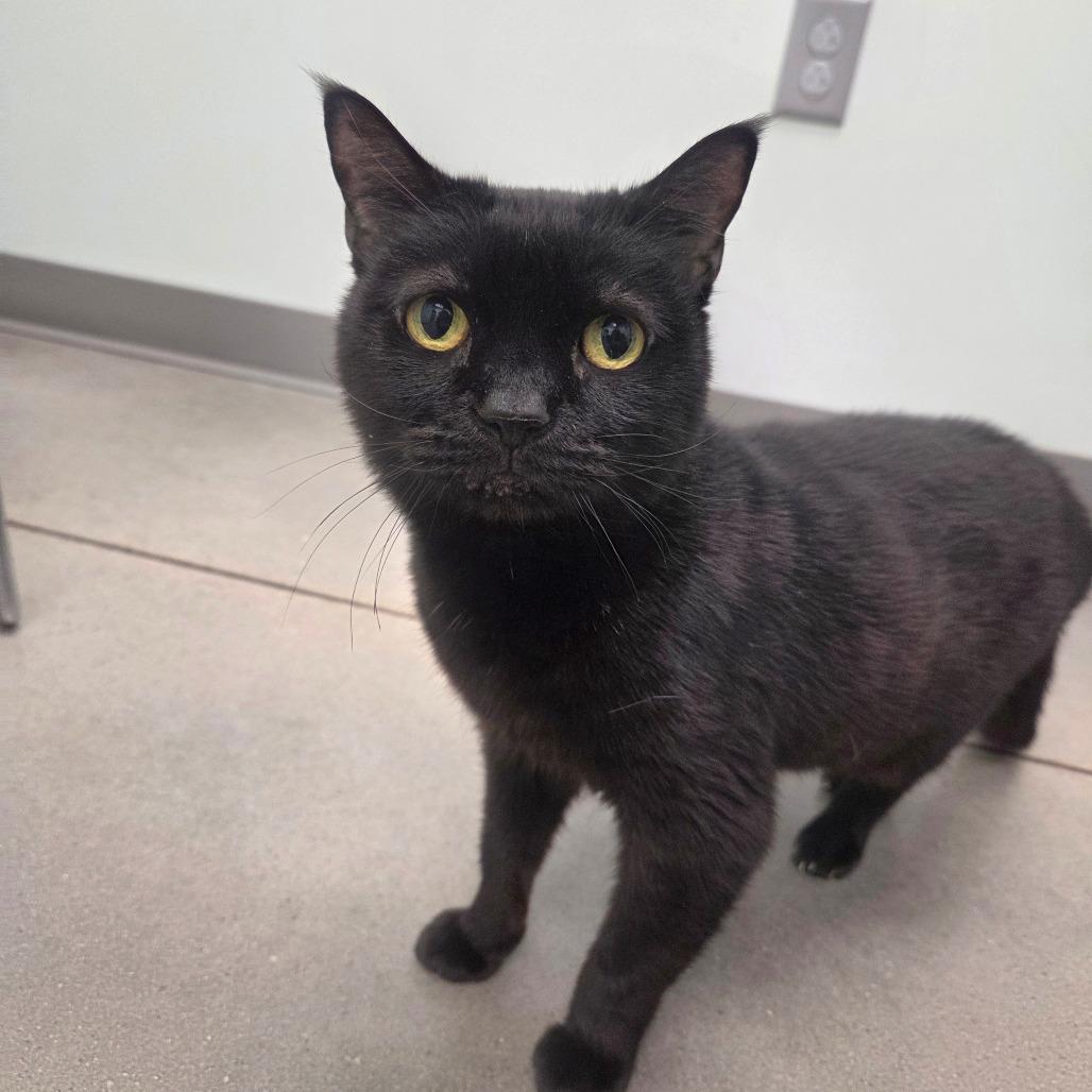 Mickey Mouse thumbnail 3