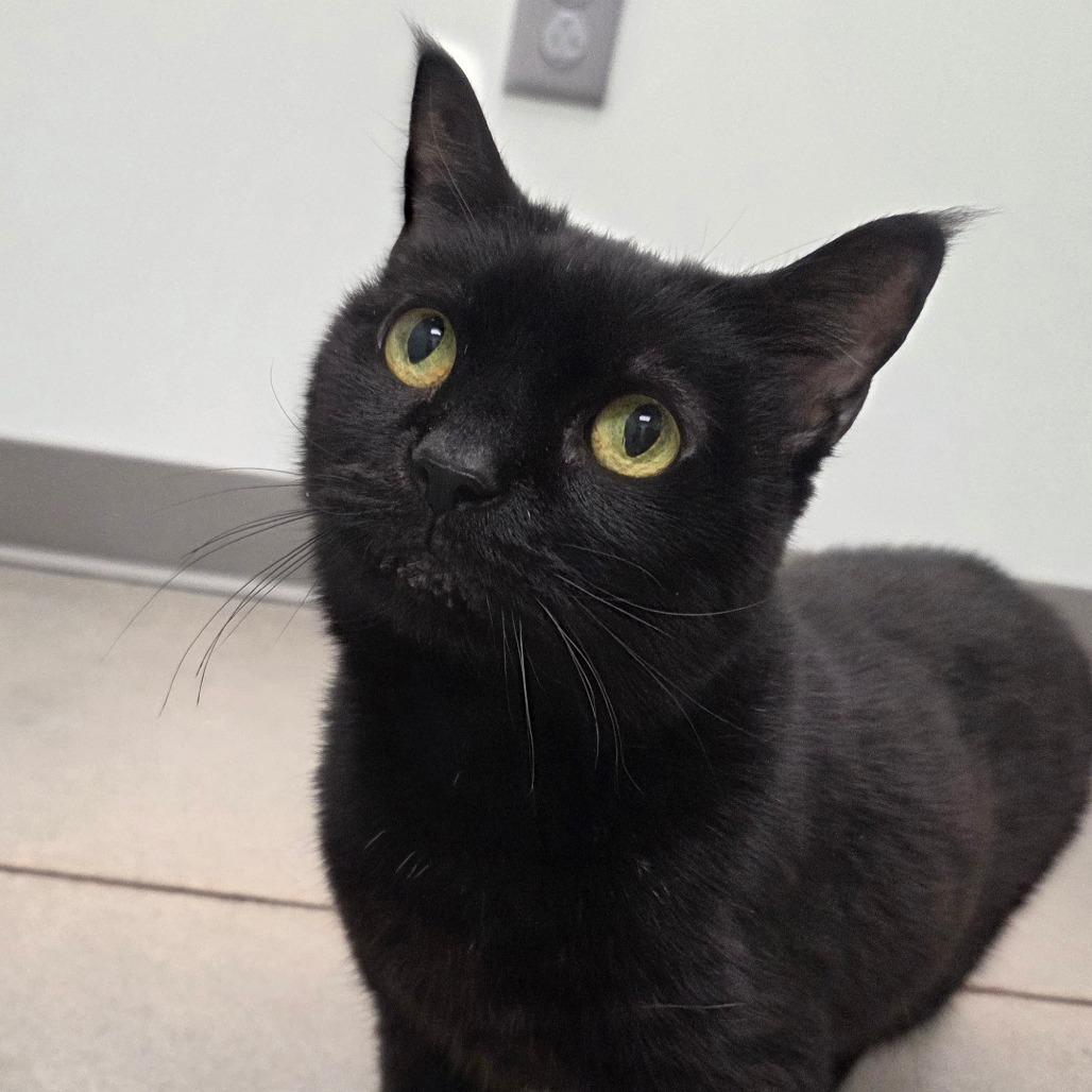 Mickey Mouse thumbnail 4