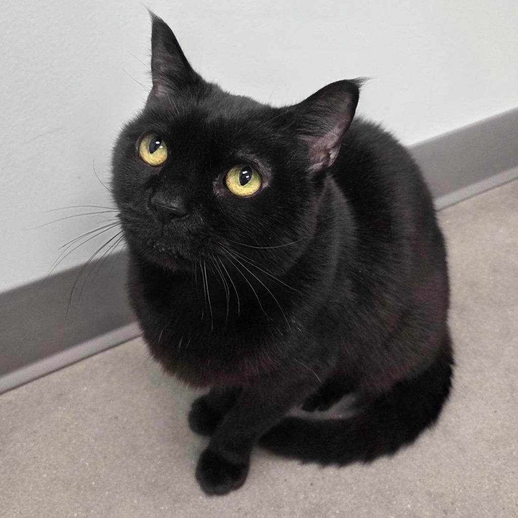 Mickey Mouse thumbnail 5