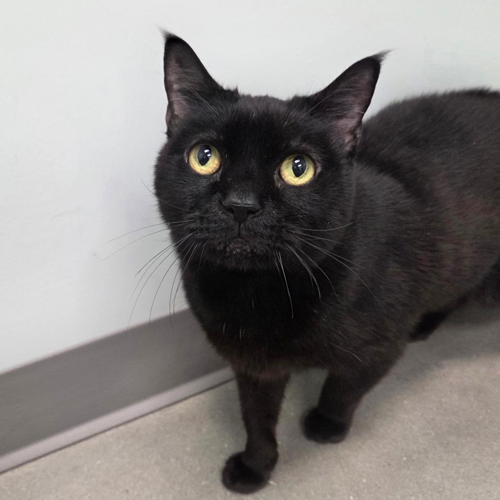 Mickey Mouse thumbnail 6