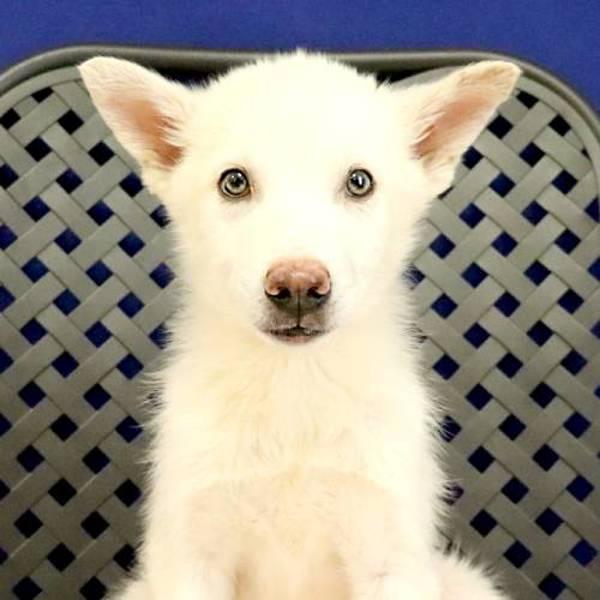 Sitka, Adoptable, Young Male German Shepherd Dog.