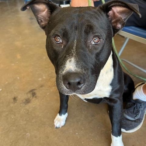 Mickey, Young Male Pit Bull Terrier