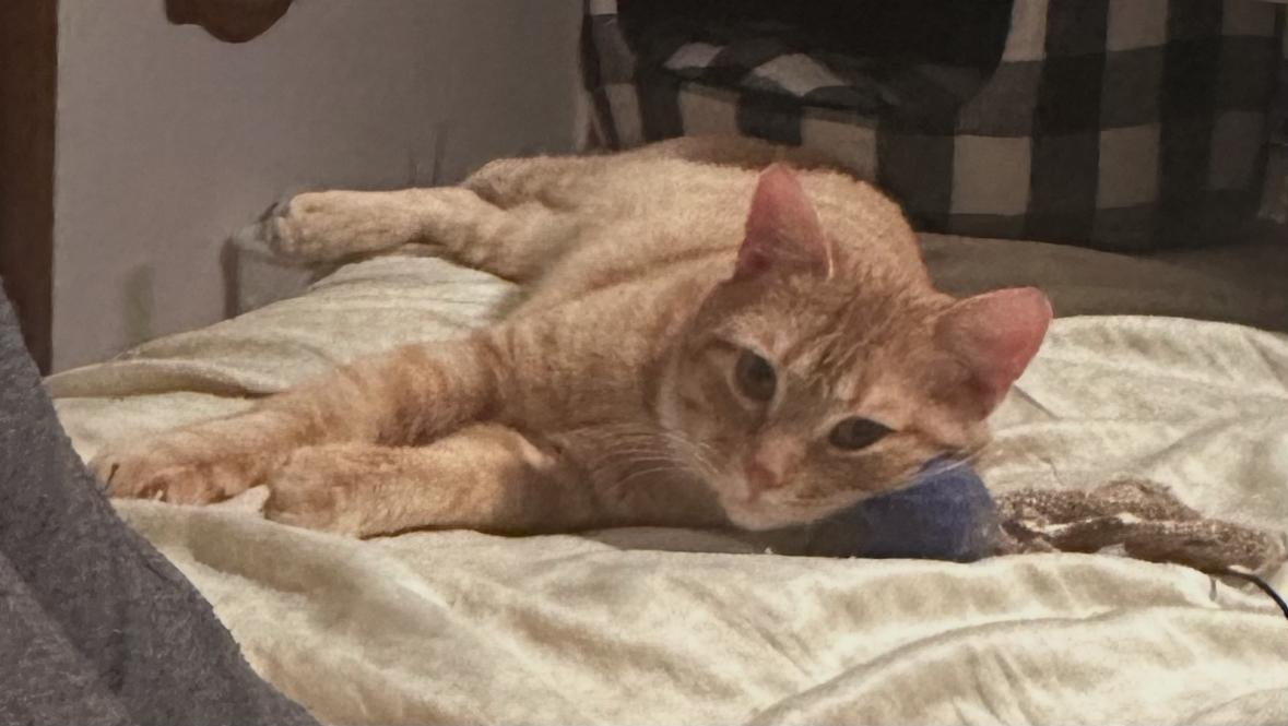 Enlarge Locke (FeLV+), a Adoptable Domestic Short Hair in New Brighton, MN image 2/6